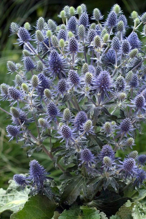  Blue Hobbit Sea Holly (Eryngium Planum) - 5 Pack Of Quart Pots