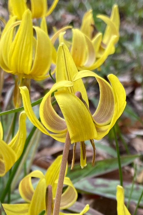  Yellow Trout Lily (Erythronium Americanum) - 3-Pack Of Quart Pots