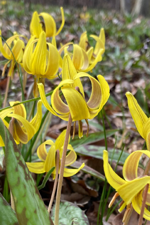  Yellow Trout Lily (Erythronium Americanum) - 3-Pack Of Quart Pots