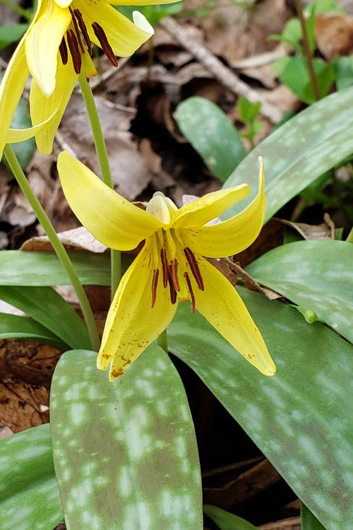  Yellow Trout Lily (Erythronium Americanum) - 3-Pack Of Quart Pots