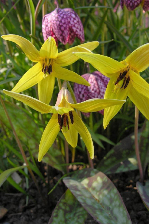 Yellow Trout Lily (Erythronium Americanum) - 3-Pack Of Quart Pots