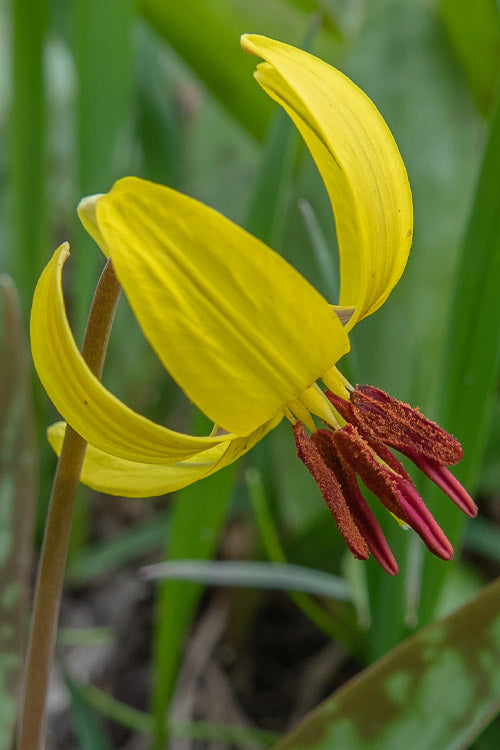  Yellow Trout Lily (Erythronium Americanum) - 3-Pack Of Quart Pots