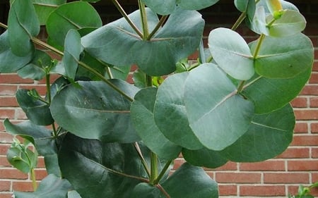  Big O Cold Hardy Eucalyptus Tree (Eucalyptus Neglecta) - 2 Gallon Pot