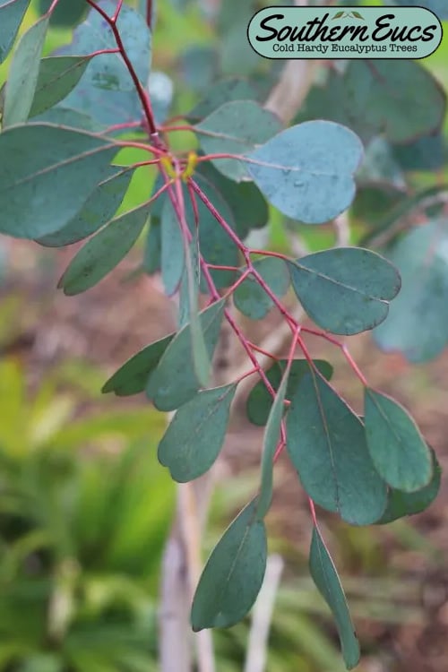  Lucky Country Cold Hardy Eucalyptus Tree (Eucalyptus Camphora) - Quart Pot