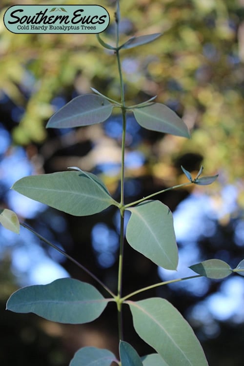 Grace Cold Hardy Eucalyptus Tree (Eucalyptus Elliptica) - 1 Gallon Pot