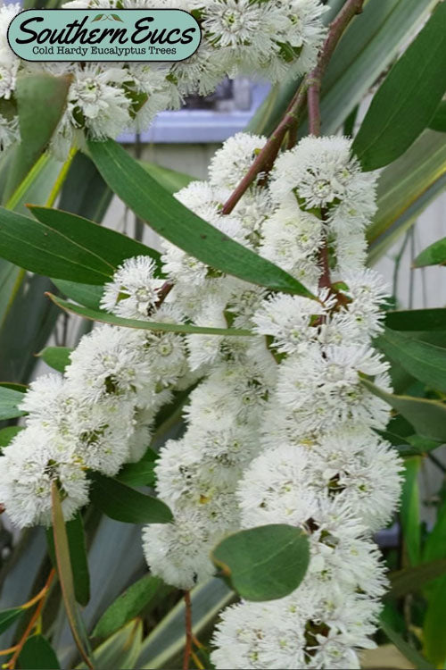  Snow Day Cold Hardy Eucalyptus Tree (Eucalyptus Gregsoniana) - 3 Quart Pot