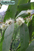  Jersey Girl Cold Hardy Eucalyptus Tree (Eucalyptus Macarthurii) - 3 Gallon Pot