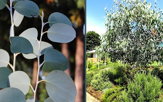  Mappa Tassie Cold Hardy Eucalyptus Tree (Eucalyptus Pauciflora) - 3 Gallon Pot