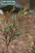  Skinny Minny Hardy Eucalyptus Tree (Eucalyptus Moorei) - 3 Gallon Pot