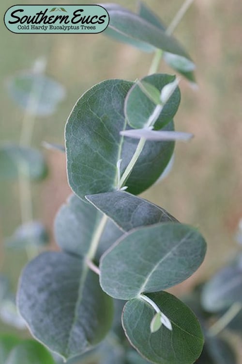  Big O Cold Hardy Eucalyptus Tree (Eucalyptus Neglecta) - 3 Quart Pot