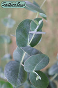  Big O Cold Hardy Eucalyptus Tree (Eucalyptus Neglecta) - 3 Gallon Pot