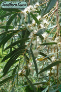  Funky Monkey Cold Hardy Eucalyptus Tree (Eucalyptus Parvula) - 3 Quart Pot