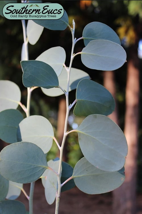  Mappa Tassie Cold Hardy Eucalyptus Tree (Eucalyptus Pauciflora) - 3 Gallon Pot