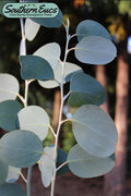  Mappa Tassie Cold Hardy Eucalyptus Tree (Eucalyptus Pauciflora) - Quart Pot