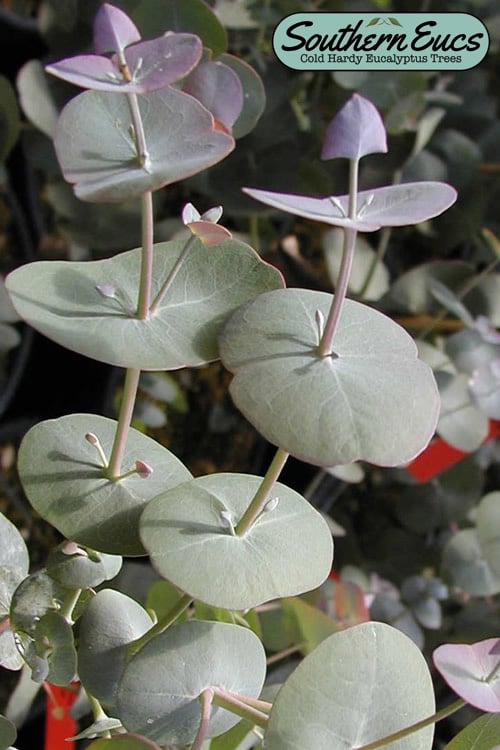  Luna Cold Hardy Eucalyptus Tree (Eucalyptus Perriniana) - 3 Quart Pot
