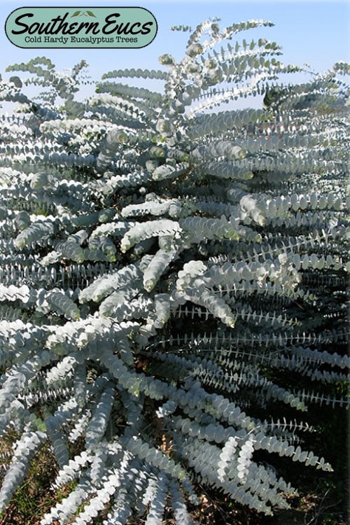  Bluey Cold Hardy Eucalyptus Tree (Eucalyptus Pulverulenta) - 3 Gallon Pot