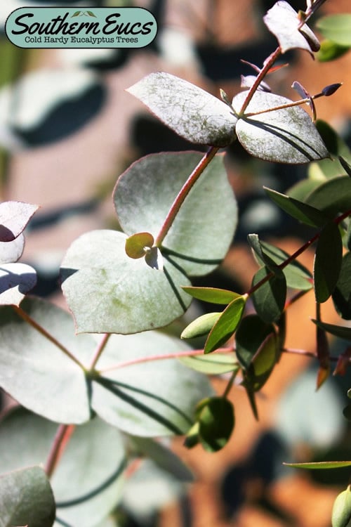  Maggie Cold Hardy Eucalyptus Tree (Eucalyptus Nova Anglica) - 2 Gallon Pot