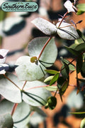  Maggie Cold Hardy Eucalyptus Tree (Eucalyptus Nova Anglica) - 3 Quart Pot