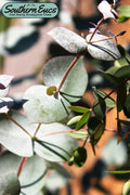  Maggie Cold Hardy Eucalyptus Tree (Eucalyptus Nova Anglica) - Quart Pot