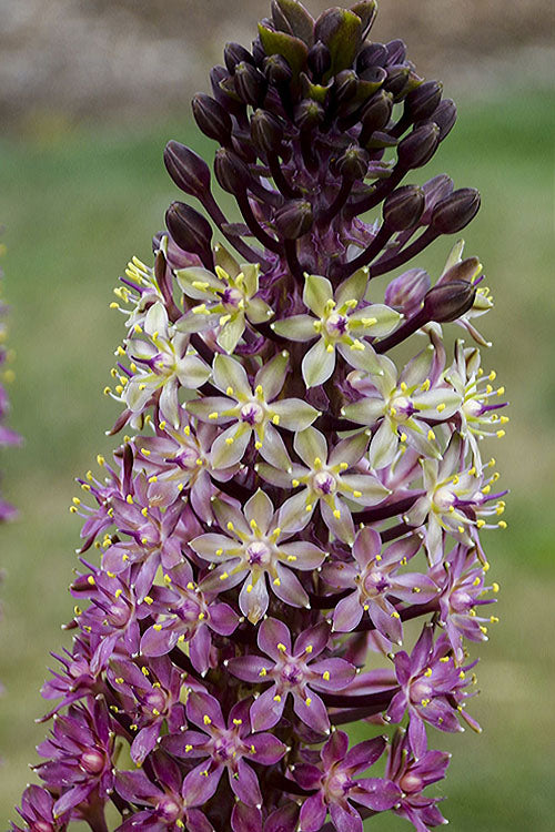  Safari Adventure Pineapple Lily (Eucomis) - 1 Gallon Pot
