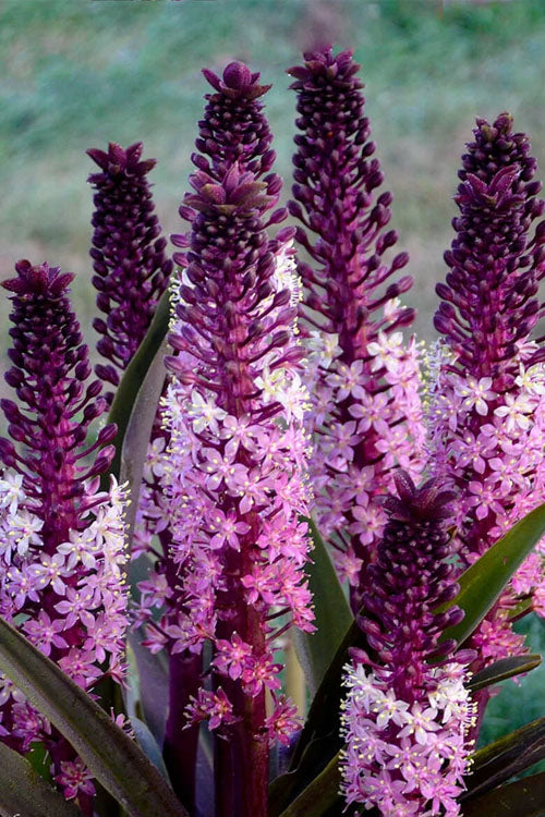  Safari Adventure Pineapple Lily (Eucomis) - 1 Gallon Pot