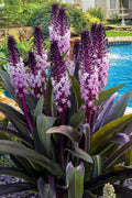  Safari Adventure Pineapple Lily (Eucomis) - 1 Gallon Pot