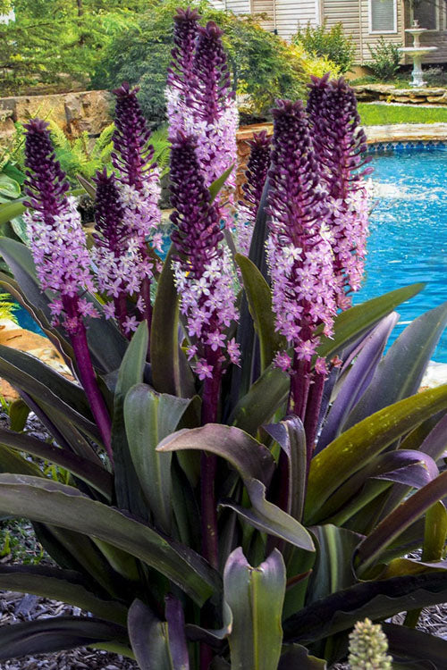  Safari Adventure Pineapple Lily (Eucomis) - 1 Gallon Pot