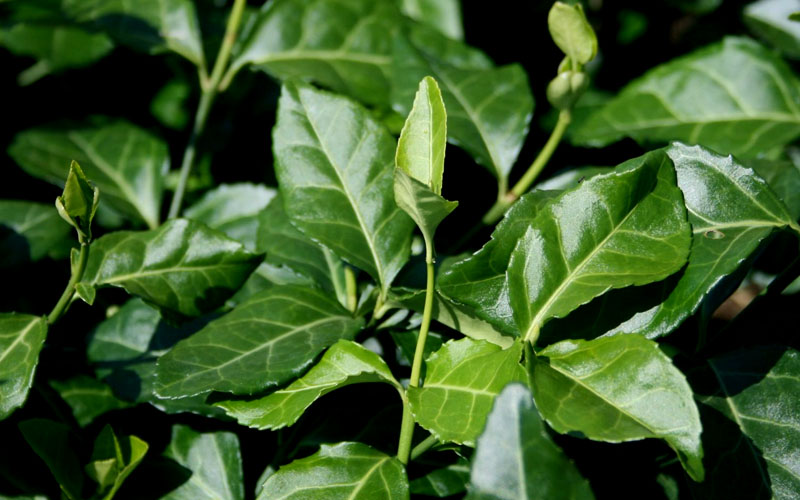  Purple Wintercreeper (Euonymus Fortunei 'Coloratus') - 6 Pack Of Pint Pots