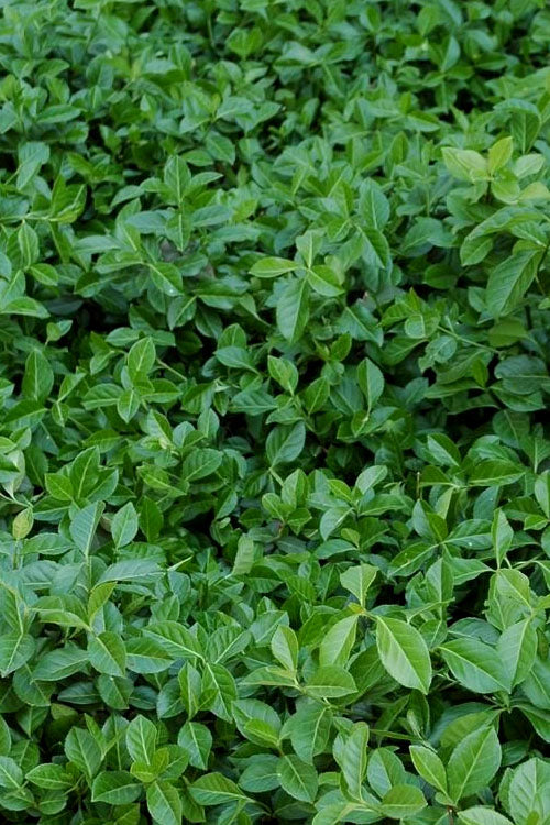  Purple Wintercreeper (Euonymus Fortunei 'Coloratus') - 6 Pack Of Pint Pots
