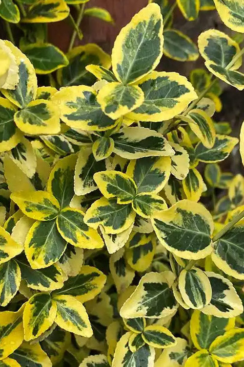  Emerald 'N Gold Euonymus - 2 Gallon Pot