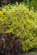  Emerald 'N Gold Euonymus - 2 Gallon Pot