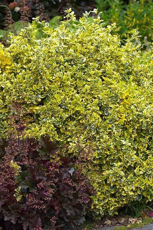  Emerald 'N Gold Euonymus - 2 Gallon Pot