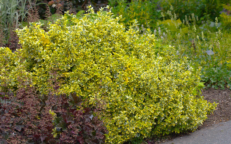  Emerald 'N Gold Euonymus - 2 Gallon Pot