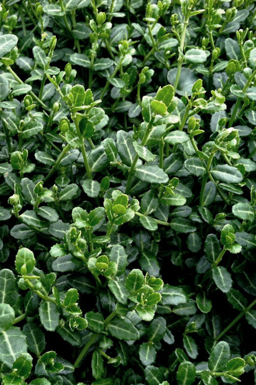  Kewensis Euonymus (Miniature Wintercreeper) - 18 Pack Of Pint Pots