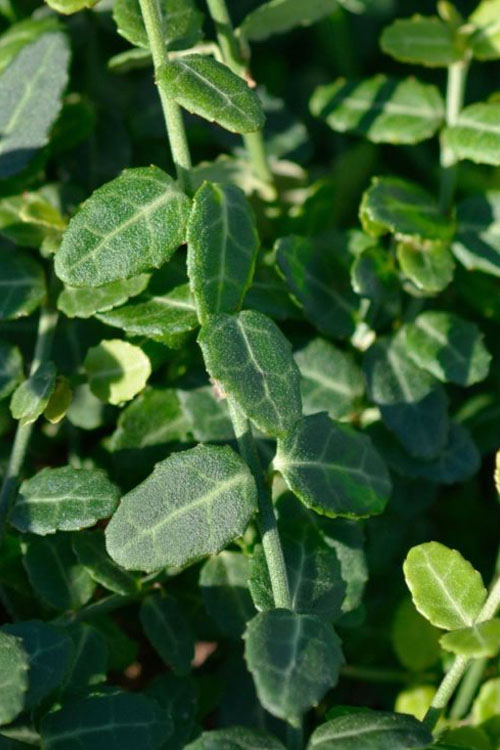  Kewensis Euonymus (Miniature Wintercreeper) - 18 Pack Of Pint Pots