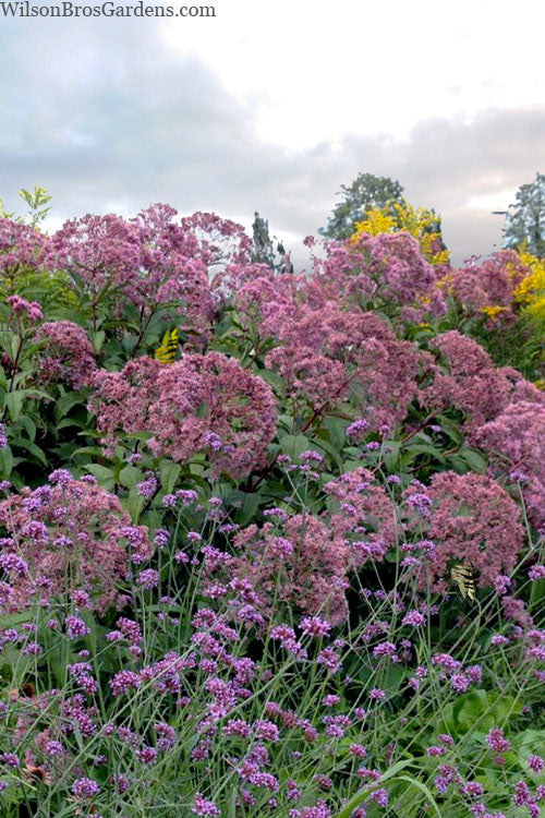  Queen Of The Prairie Hollow Stem Joe Pye Weed - 6 Pack Of 1 Gallon Pots