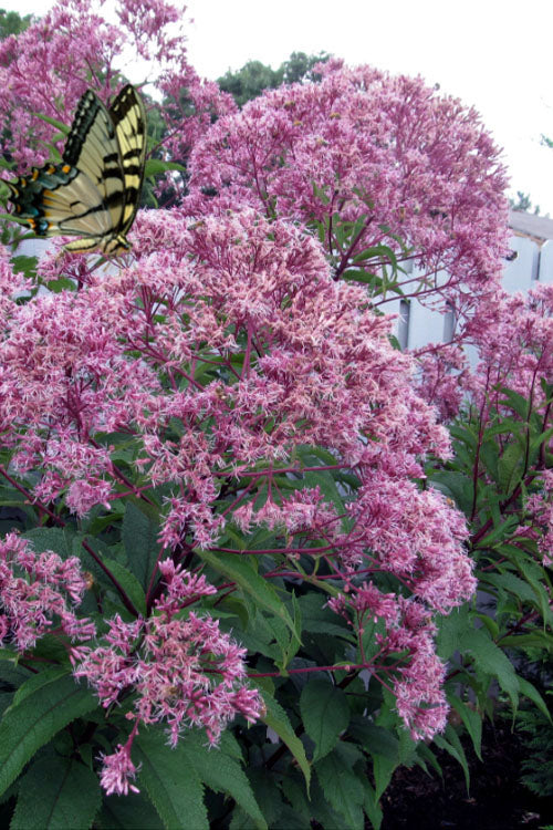  Queen Of The Prairie Hollow Stem Joe Pye Weed - 6 Pack Of 1 Gallon Pots