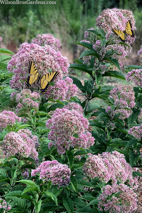  Queen Of The Prairie Hollow Stem Joe Pye Weed - 6 Pack Of 1 Gallon Pots