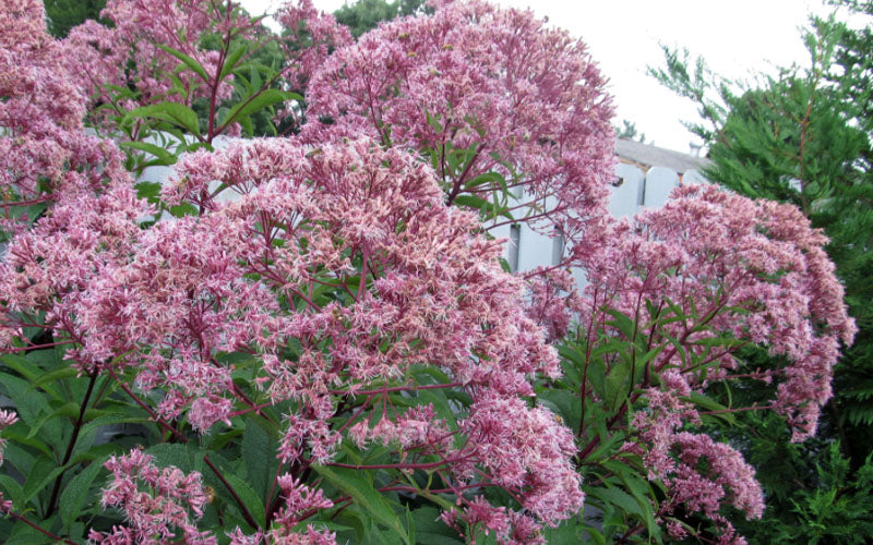  Queen Of The Prairie Hollow Stem Joe Pye Weed - 8 Pack Of 1 Gallon Pots