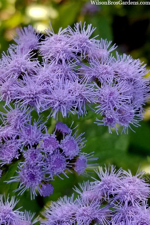  Hardy Ageratum (Blue Mistflower) - 5 Pack Of Quart Pots