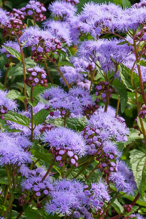  Hardy Ageratum (Blue Mistflower) - 5 Pack Of Quart Pots
