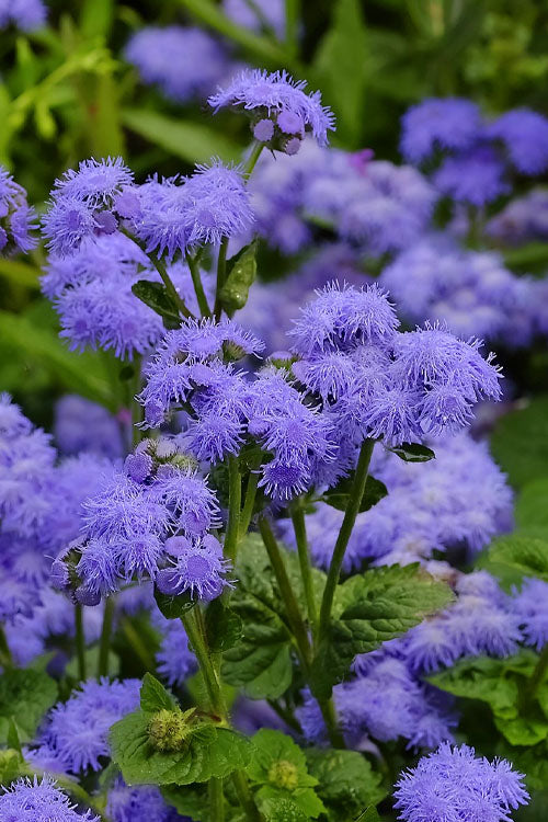  Hardy Ageratum (Blue Mistflower) - 5 Pack Of Quart Pots