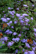  Hardy Ageratum (Blue Mistflower) - 5 Pack Of Quart Pots