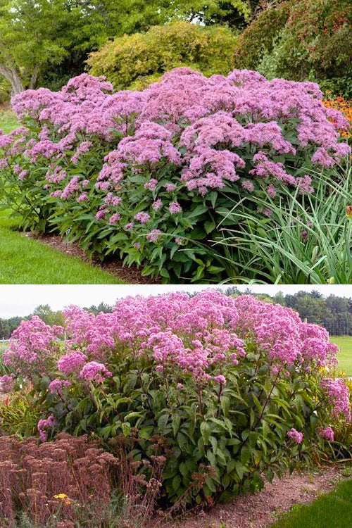  Spotted Joe Pye Weed (Eupatorium Maculatum) - 1 Gallon Pot