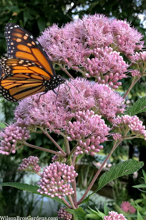  Spotted Joe Pye Weed (Eupatorium Maculatum) - 1 Gallon Pot
