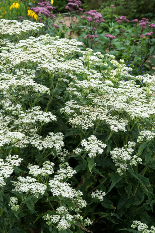  American Boneset - 1 Gallon Pot