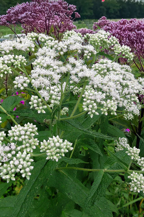  American Boneset - 1 Gallon Pot