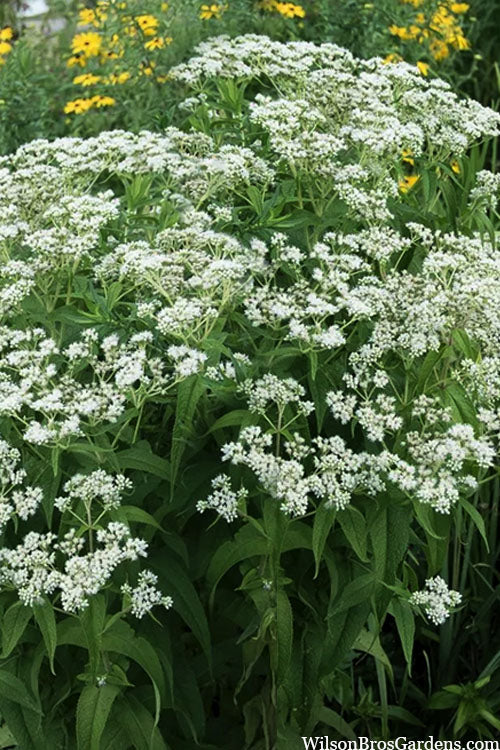  American Boneset - 1 Gallon Pot