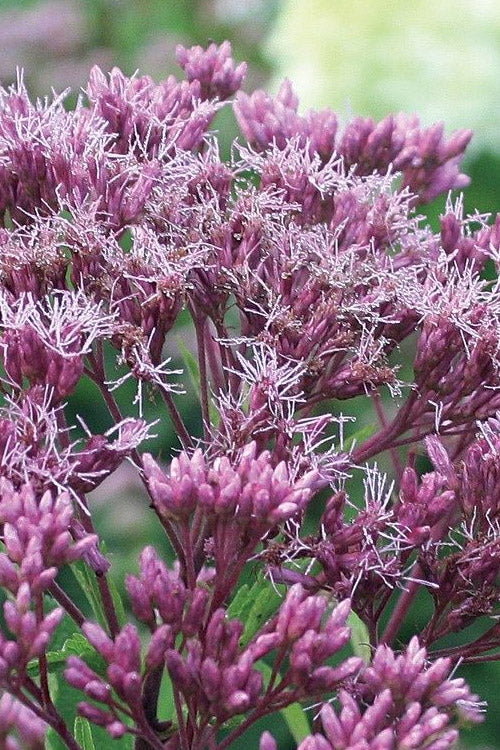  Phantom Joe Pye Weed (Eupatorium) - 1 Gallon Pot