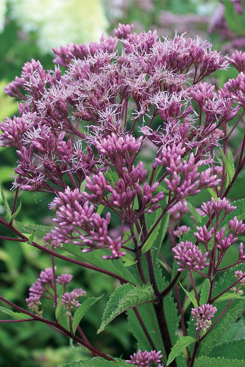  Phantom Joe Pye Weed (Eupatorium) - 1 Gallon Pot